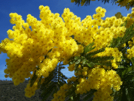 Mimose